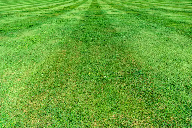 A thick, green lawn with neat mowing stripes.