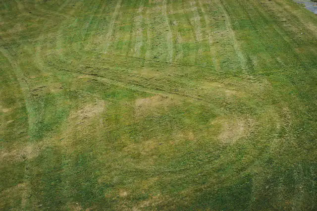 A patchy, uneven lawn with worn tyre marks.