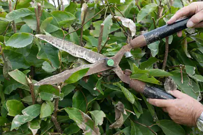 Hand shears trimming a leafy green hedge